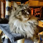 A cat relaxing at Tabby Teas Cat Cafe.